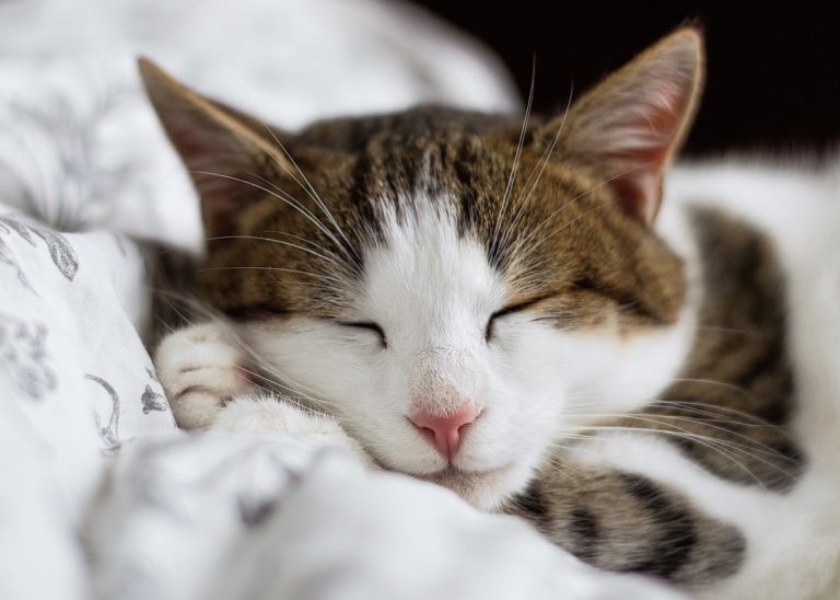 Circadian Rhythm